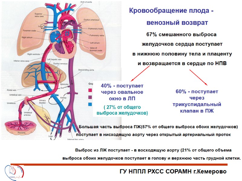 Кровообращение плода -  венозный возврат 60% - поступает через трикуспидальный клапан в ПЖ